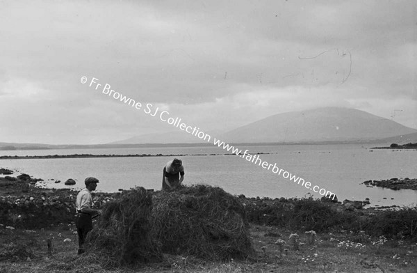 HAY MAKING NEAR LOUGH CONN